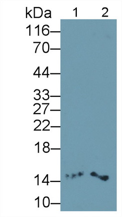 Interleukin 4 (IL4) Rat Monoclonal Antibody
