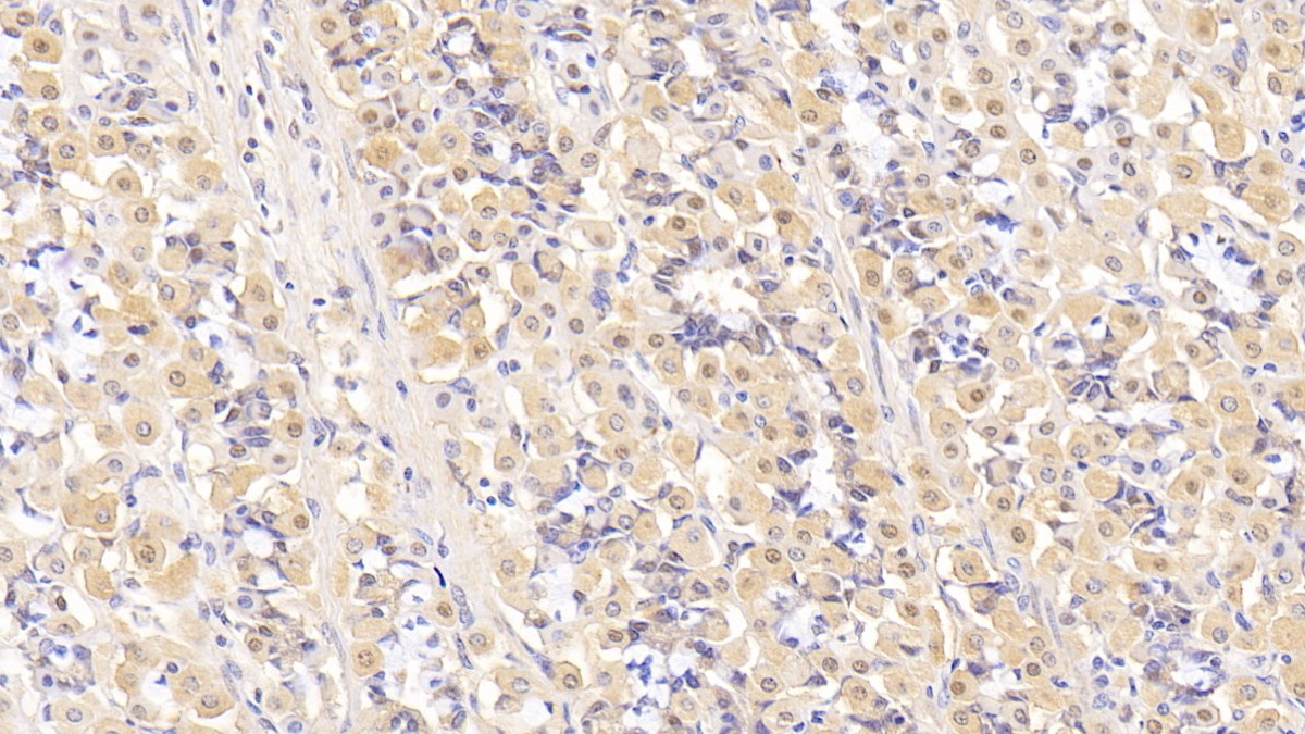 Interleukin 5 (IL5) Pig Monoclonal Antibody