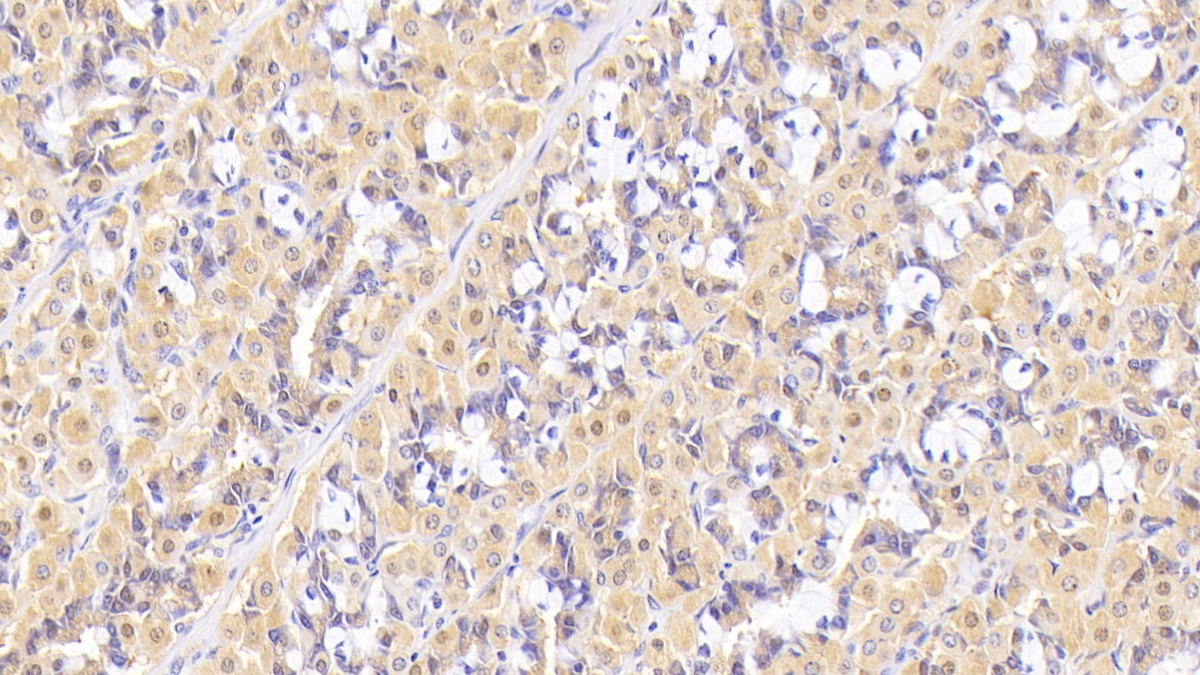 Interleukin 5 (IL5) Pig Monoclonal Antibody
