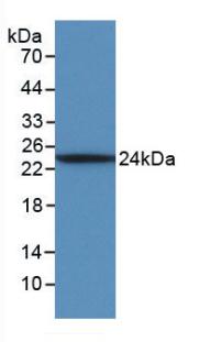 Interleukin 6 (IL6) Ovis aries; Ovine (Sheep) Monoclonal Antibody