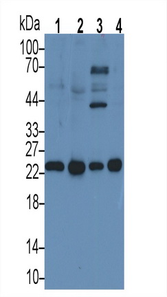 Interleukin 6 (IL6) Pig Monoclonal Antibody