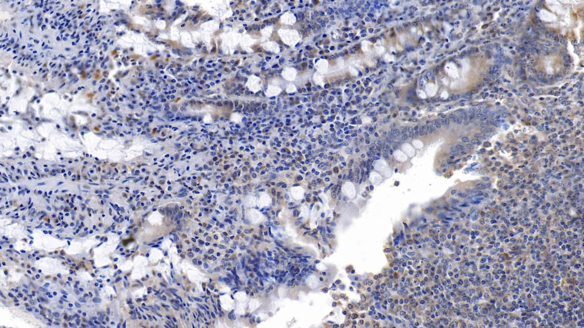 Interleukin 6 (IL6) Pig Monoclonal Antibody