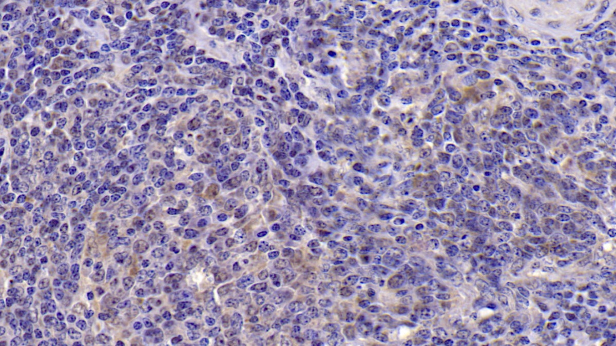 Interleukin 6 (IL6) Pig Monoclonal Antibody