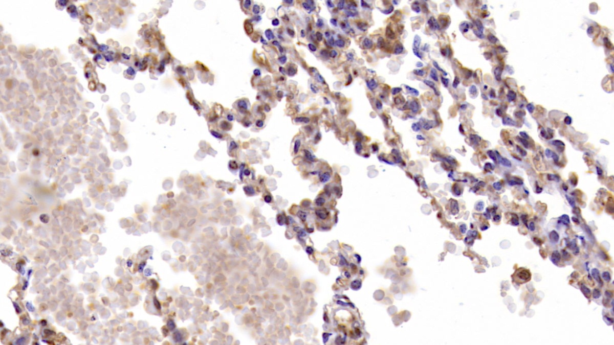 Interleukin 6 (IL6) Pig Monoclonal Antibody
