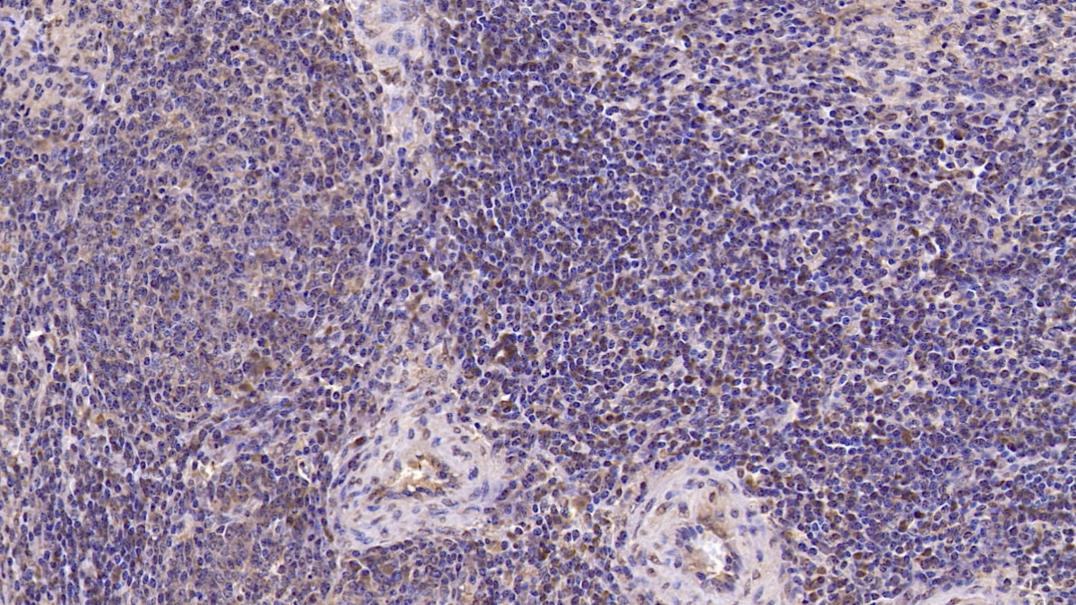 Interleukin 6 (IL6) Pig Monoclonal Antibody