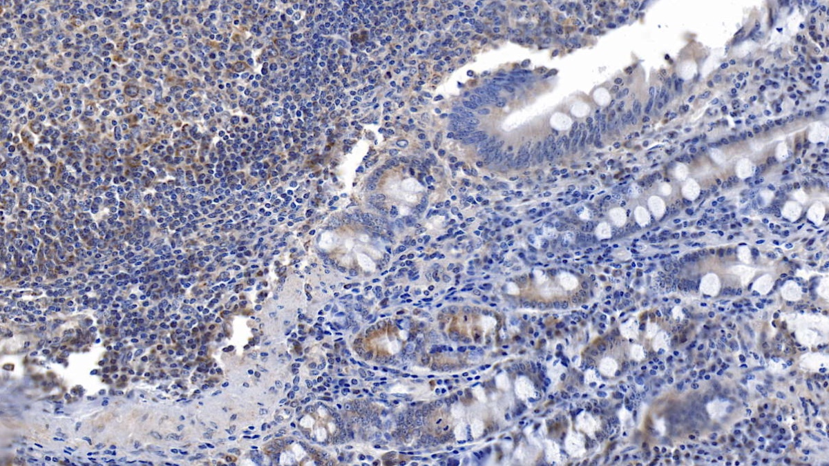 Interleukin 6 (IL6) Pig Monoclonal Antibody