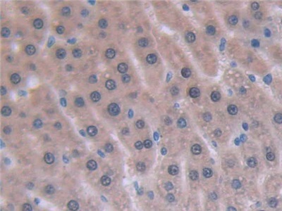 Interleukin 6 (IL6) Rat Monoclonal Antibody