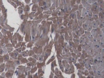 Interleukin 6 (IL6) Rat Monoclonal Antibody