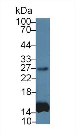 Interleukin 6 (IL6) Rhesus monkey (Simian) Monoclonal Antibody