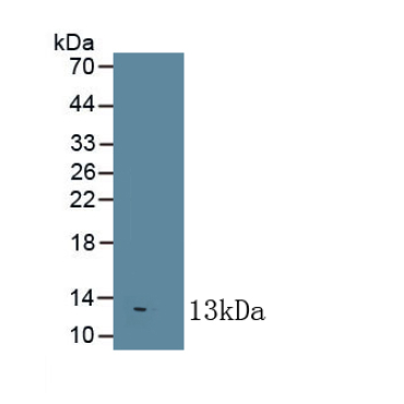 Interleukin 8 (IL8) Bovine (Cattle) Monoclonal Antibody