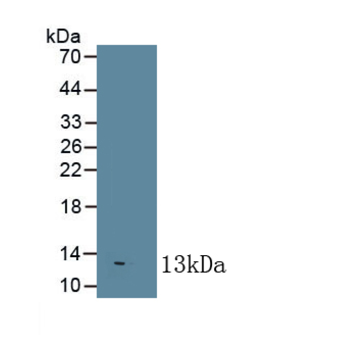 Interleukin 8 (IL8) Bovine (Cattle) Monoclonal Antibody