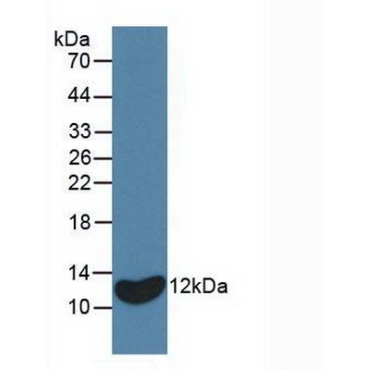Interleukin 8 (IL8) Equus caballus, Equine (Horse) Monoclonal Antibody