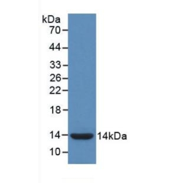 Interleukin 8 (IL8) Chicken (Gallus) Monoclonal Antibody