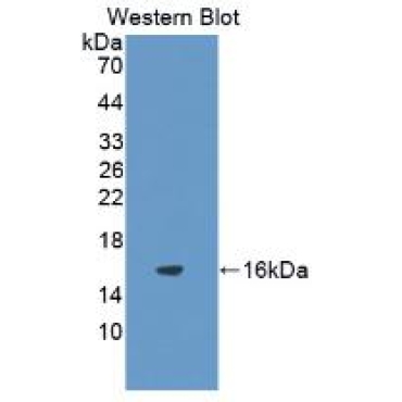 Interleukin 8 (IL8) Guinea Pig Monoclonal Antibody
