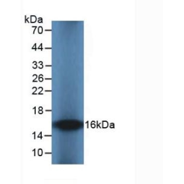 Interleukin 8 (IL8) Guinea Pig Monoclonal Antibody