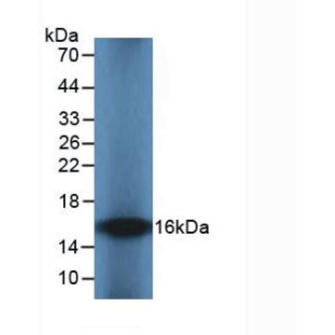 Interleukin 8 (IL8) Guinea Pig Monoclonal Antibody