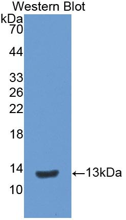 Interleukin 8 (IL8) Pig Monoclonal Antibody