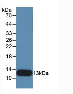 Interleukin 8 (IL8) Pig Monoclonal Antibody
