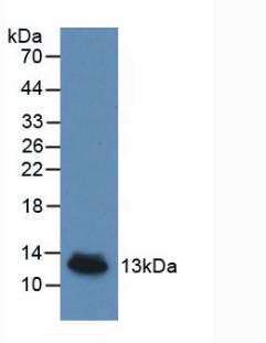 Interleukin 8 (IL8) Pig Monoclonal Antibody