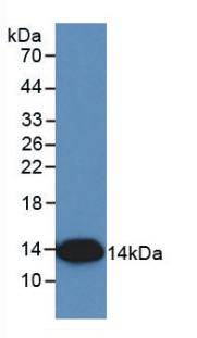Interleukin 8 (IL8) Rhesus monkey (Simian) Monoclonal Antibody
