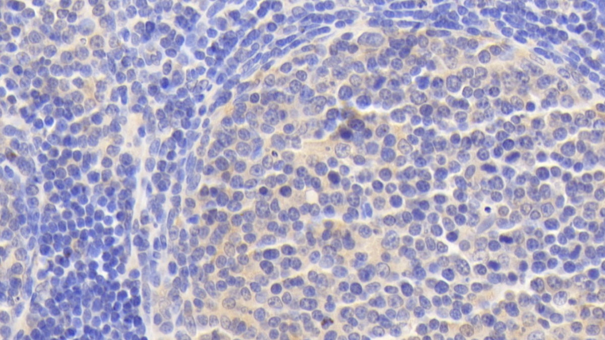 Interleukin 8 (IL8) Rhesus monkey (Simian) Monoclonal Antibody