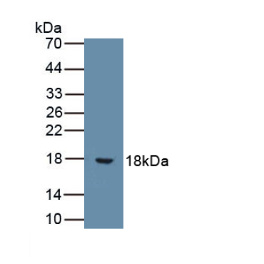 Interleukin 9 (IL9) Human Monoclonal Antibody