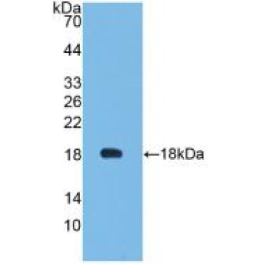 Leptin (LEP) Bovine (Cattle) Monoclonal Antibody