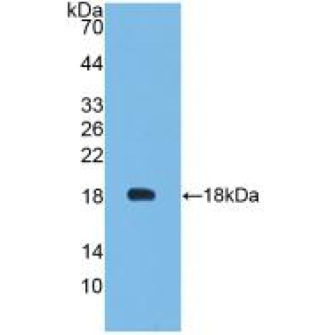 Leptin (LEP) Bovine (Cattle) Monoclonal Antibody