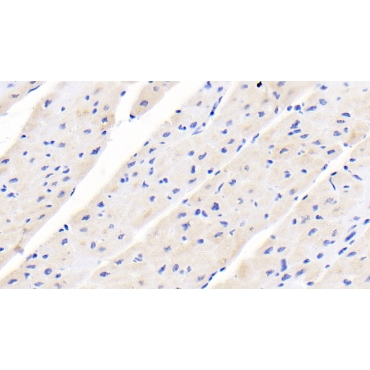 Leptin (LEP) Human Monoclonal Antibody