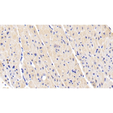 Leptin (LEP) Human Monoclonal Antibody