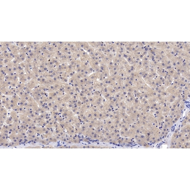 Leptin (LEP) Human Monoclonal Antibody