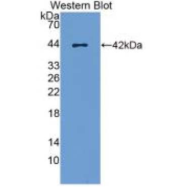 Monocyte Chemotactic Protein 1 (MCP1) Canis familiaris; Canine (Dog) Monoclonal Antibody