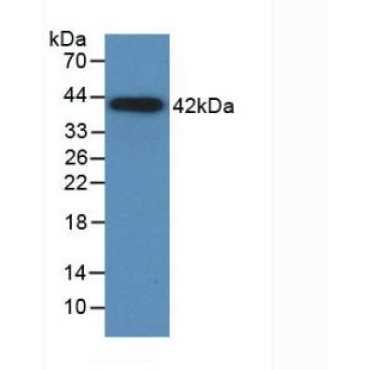 Monocyte Chemotactic Protein 1 (MCP1) Canis familiaris; Canine (Dog) Monoclonal Antibody