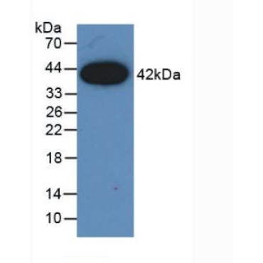 Monocyte Chemotactic Protein 1 (MCP1) Canis familiaris; Canine (Dog) Monoclonal Antibody
