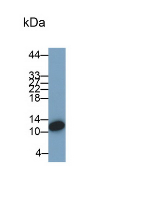 Macrophage Inflammatory Protein 1 Alpha (MIP1a) Rat Monoclonal Antibody