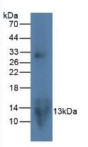 Macrophage Inflammatory Protein 3 Alpha (MIP3a) Rat Monoclonal Antibody