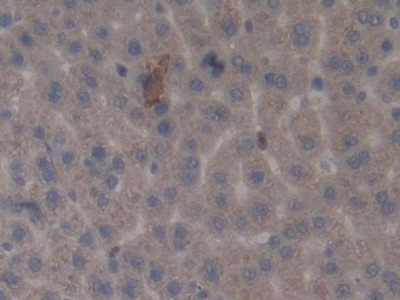 Matrix Metalloproteinase 3 (MMP3) Rat Monoclonal Antibody
