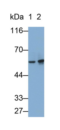 Matrix Metalloproteinase 3 (MMP3) Rat Monoclonal Antibody