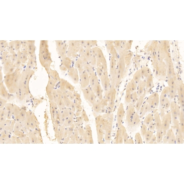 Cluster Of Differentiation 40 Ligand (CD40L) Human Monoclonal Antibody