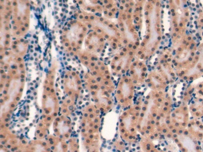 Cluster Of Differentiation 40 Ligand (CD40L) Rat Monoclonal Antibody