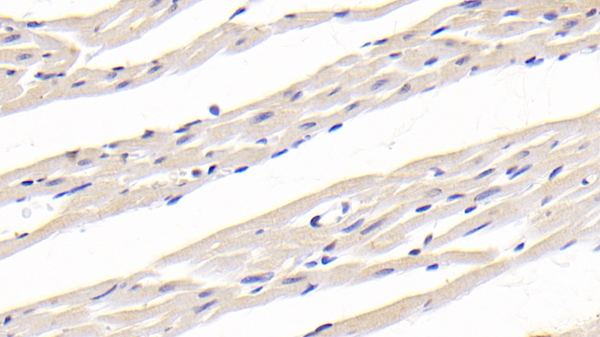 Cluster Of Differentiation 40 Ligand (CD40L) Rat Monoclonal Antibody