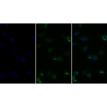 Tumor Necrosis Factor Alpha (TNFa) Bovine (Cattle) Monoclonal Antibody