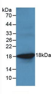 Tumor Necrosis Factor Alpha (TNFa) Ovis aries; Ovine (Sheep) Monoclonal Antibody