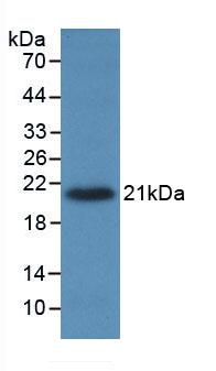Tumor Necrosis Factor Alpha (TNFa) Pig Monoclonal Antibody