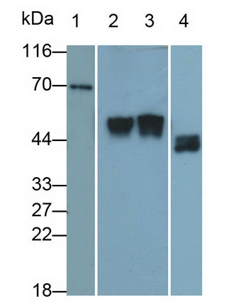 Plasminogen Activator, Urokinase Receptor (uPAR) Rat Monoclonal Antibody