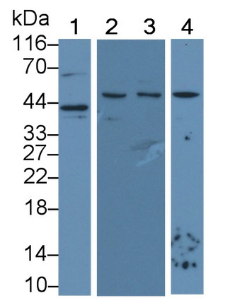 Vascular Endothelial Growth Factor A (VEGFA) Pig Monoclonal Antibody