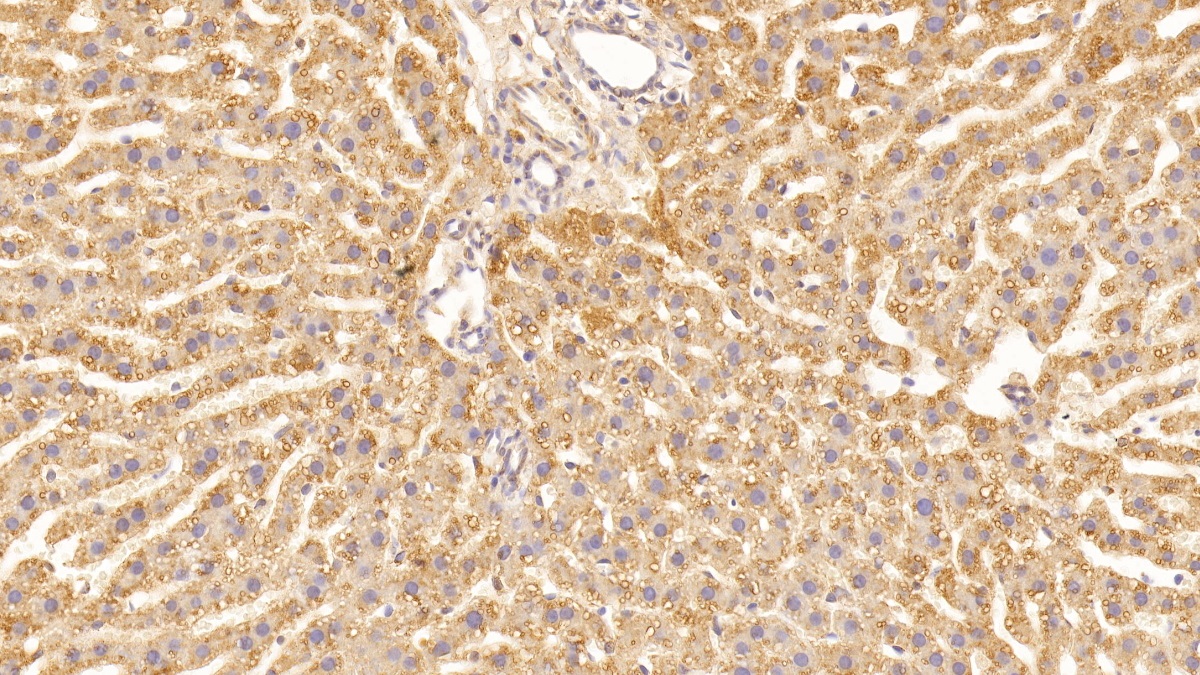 Vascular Endothelial Growth Factor A (VEGFA) Rat Monoclonal Antibody