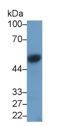 Vascular Endothelial Growth Factor C (VEGFC) Rat Monoclonal Antibody