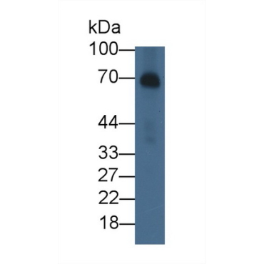 Alpha-Fetoprotein (AFP) Bovine (Cattle) Monoclonal Antibody
