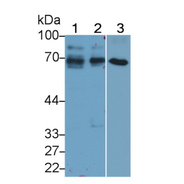 Alpha-Fetoprotein (AFP) Bovine (Cattle) Monoclonal Antibody